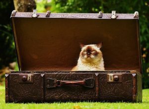 travel with cat
