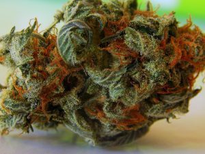 Marijuana en Bulgaria