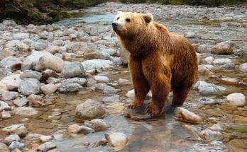 bulgarian brown bear