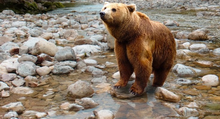 bulgarian brown bear